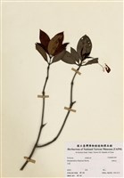 藏品(西施花(青紫木))的圖片